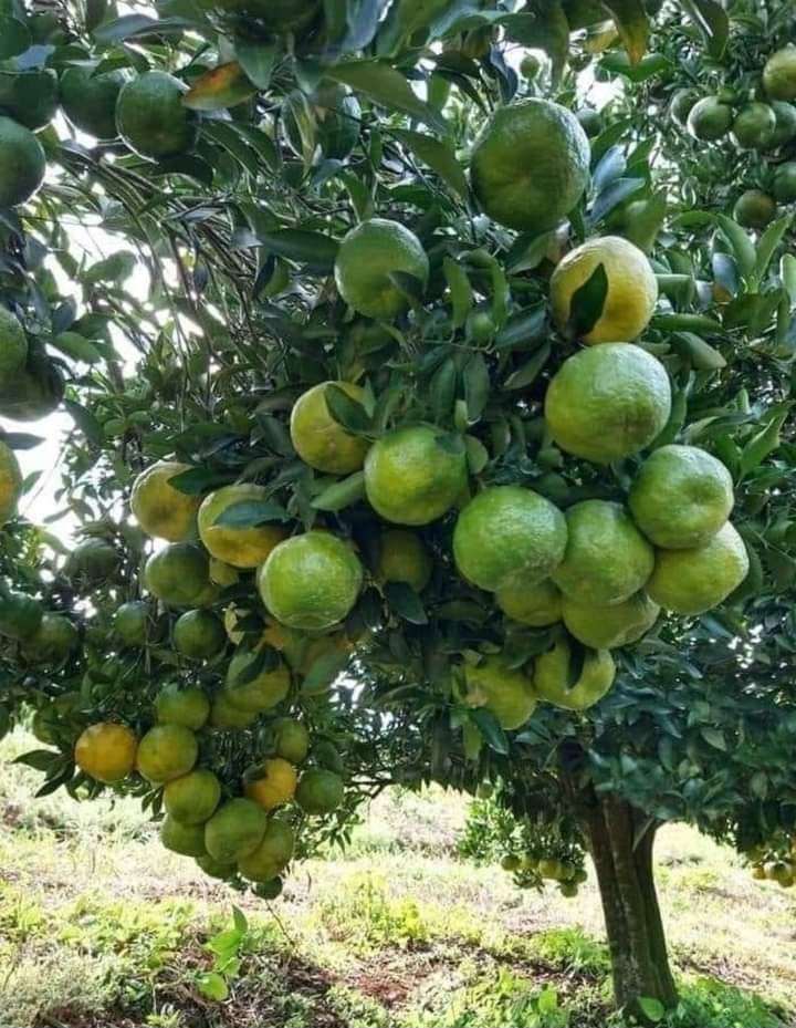 AGROBUSINESS